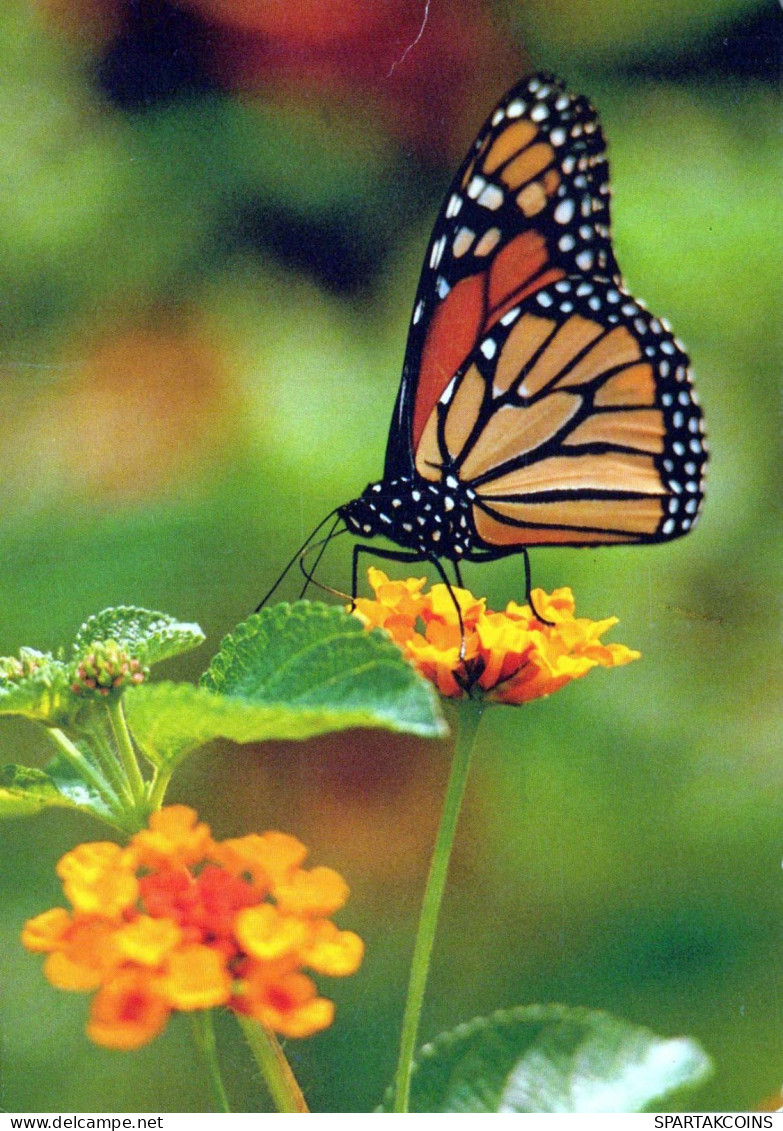 SCHMETTERLINGE Tier Vintage Ansichtskarte Postkarte CPSM #PBS459.A - Schmetterlinge