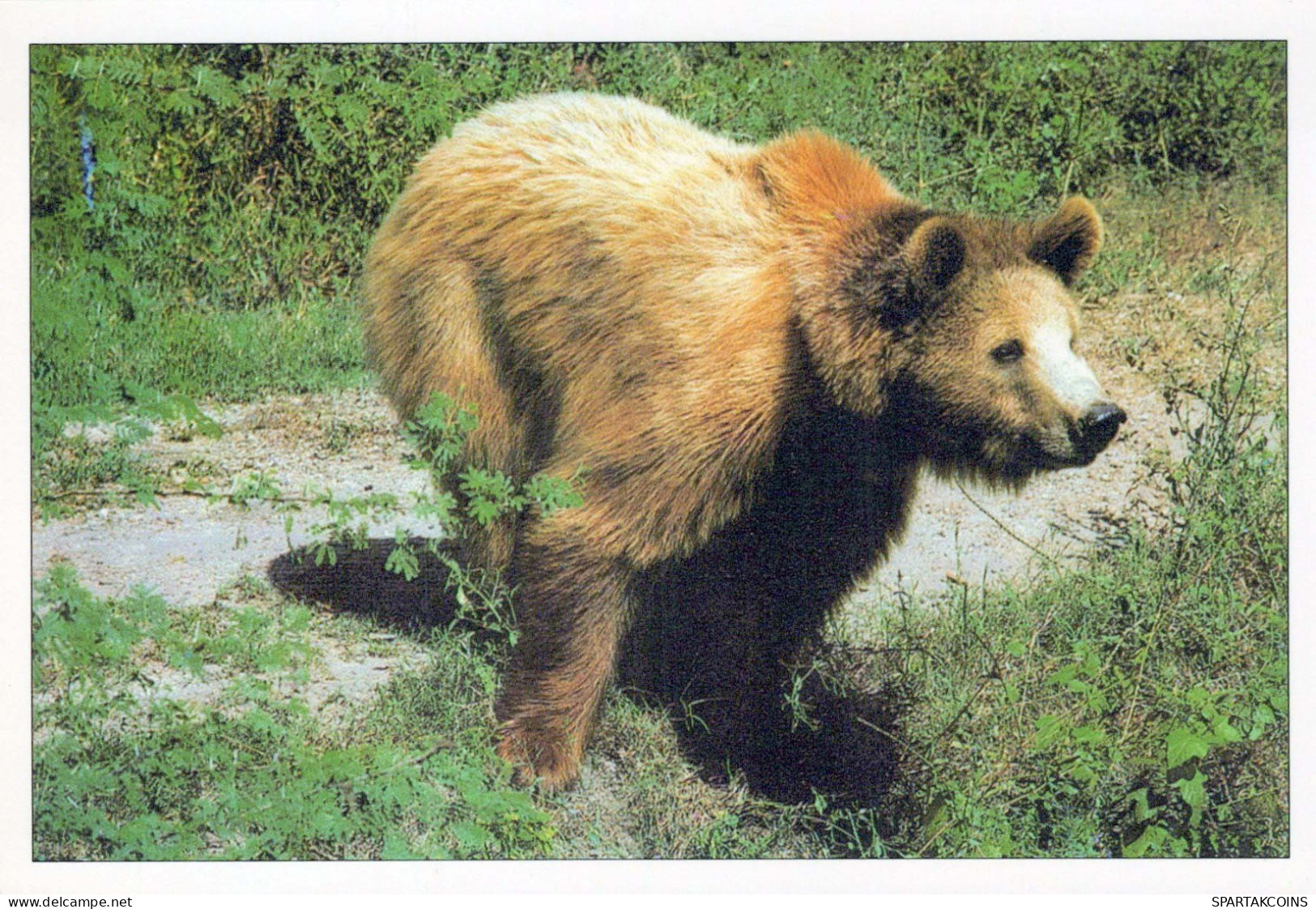 BEAR Animals Vintage Postcard CPSM #PBS245.A - Orsi
