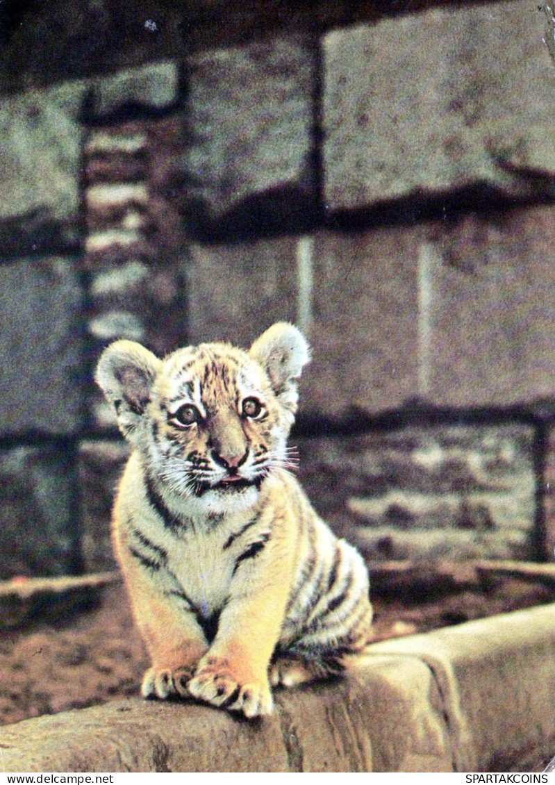 TIGRE Animales Vintage Tarjeta Postal CPSM #PBS056.A - Tigres