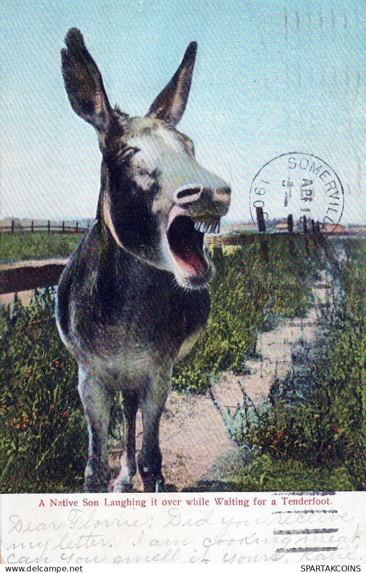 BURRO Animales Vintage Antiguo CPA Tarjeta Postal #PAA155.A - Burros
