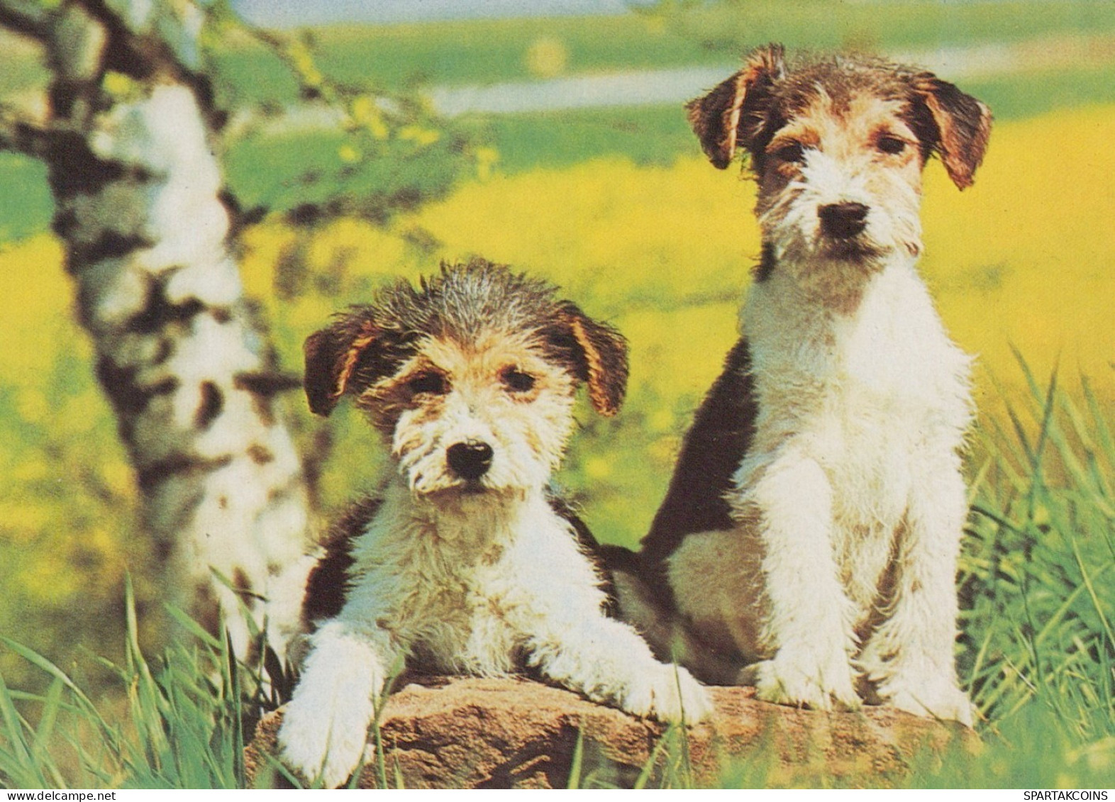 DOG Animals Vintage Postcard CPSM #PAN654.GB - Hunde