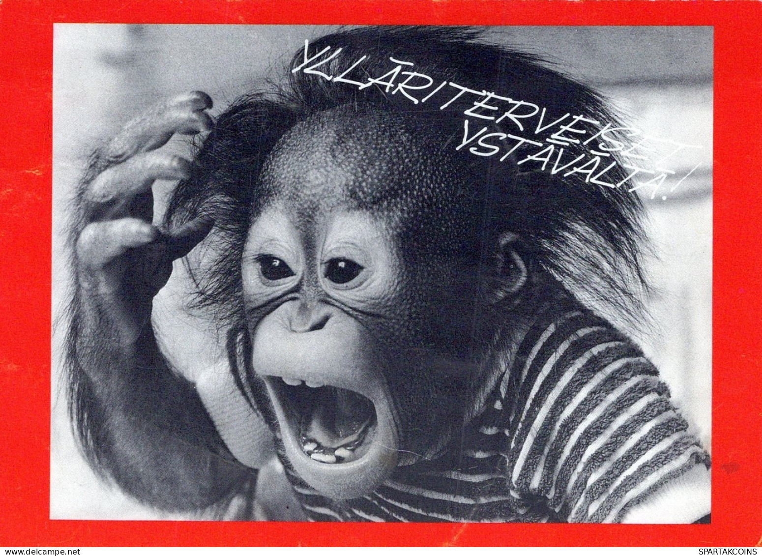 MONKEY Animals Vintage Postcard CPSM #PAN983.GB - Monkeys