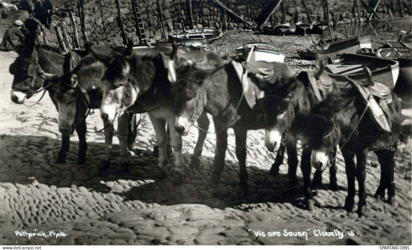 DONKEY Animals Vintage Antique Old CPA Postcard #PAA357.GB - Donkeys