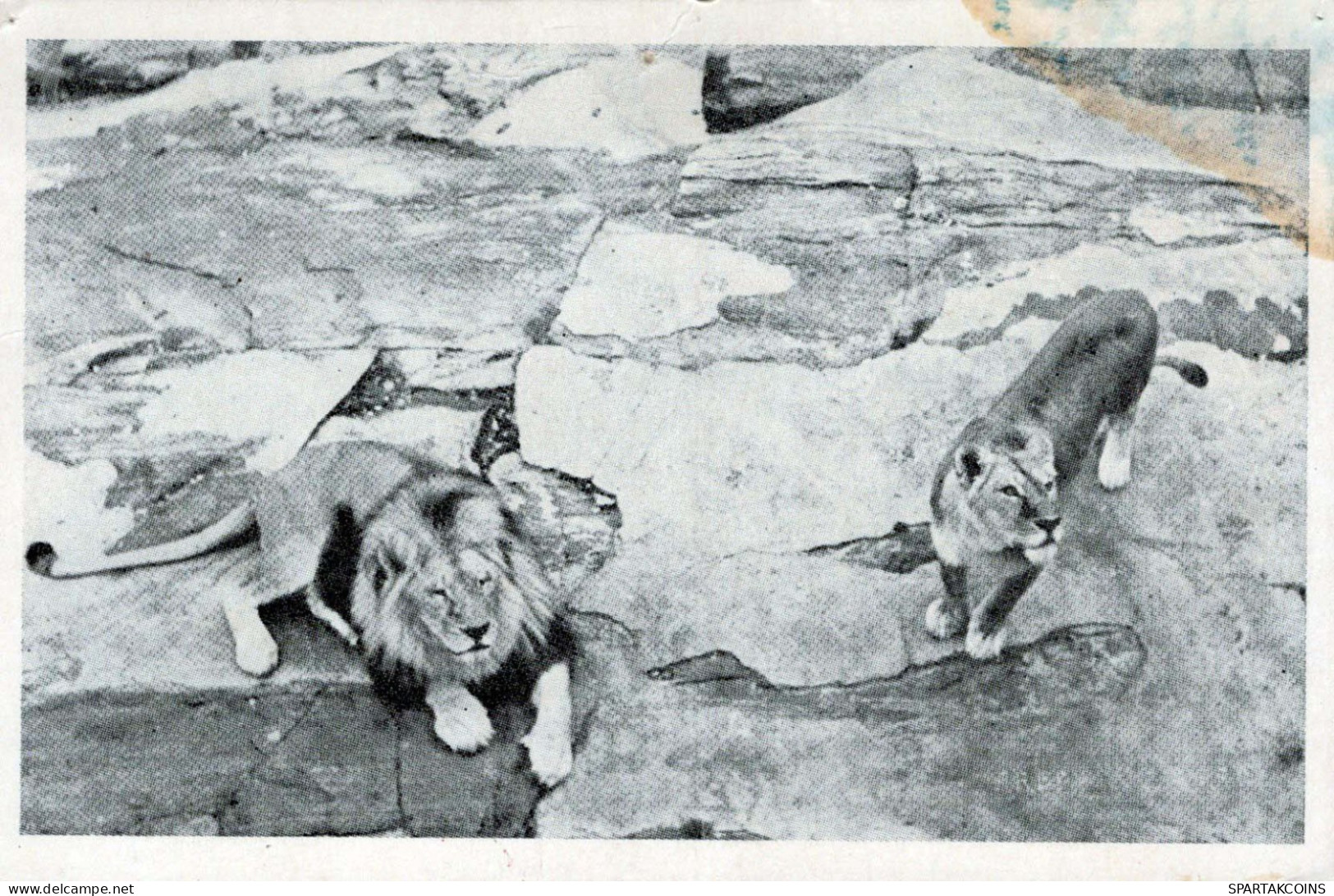 LION Vintage Postcard CPSMPF #PKG947.GB - Lions