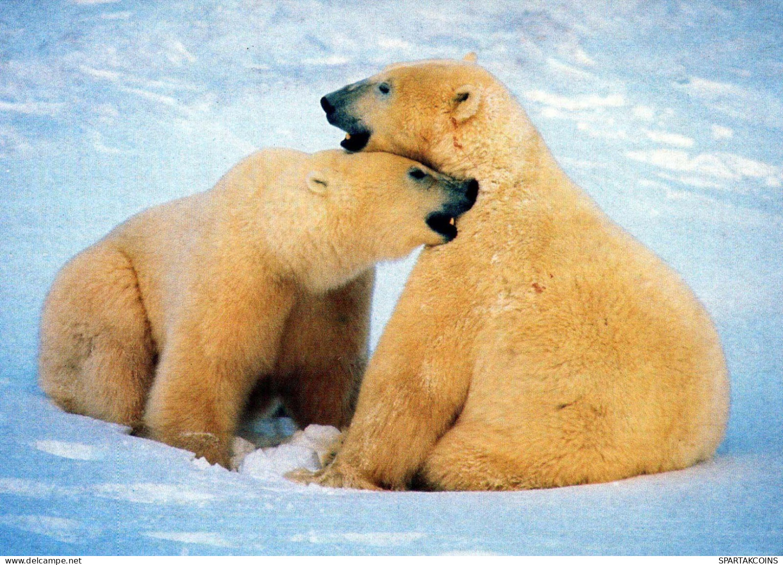 BEAR Animals Vintage Postcard CPSM #PBS380.GB - Bears