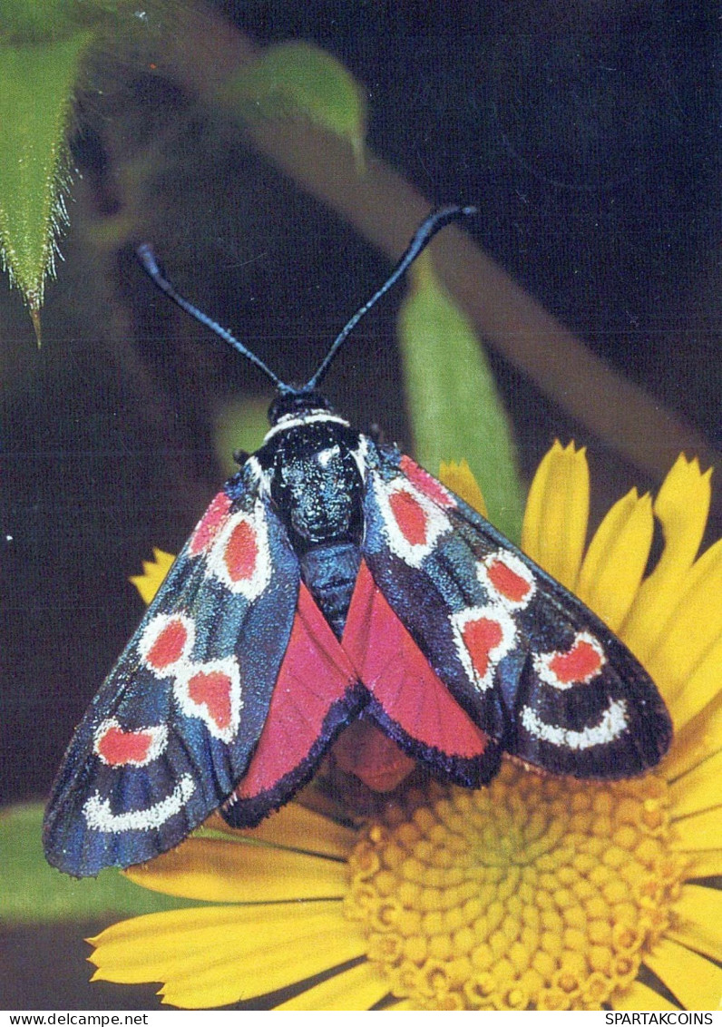 BUTTERFLIES Animals Vintage Postcard CPSM #PBS442.GB - Butterflies