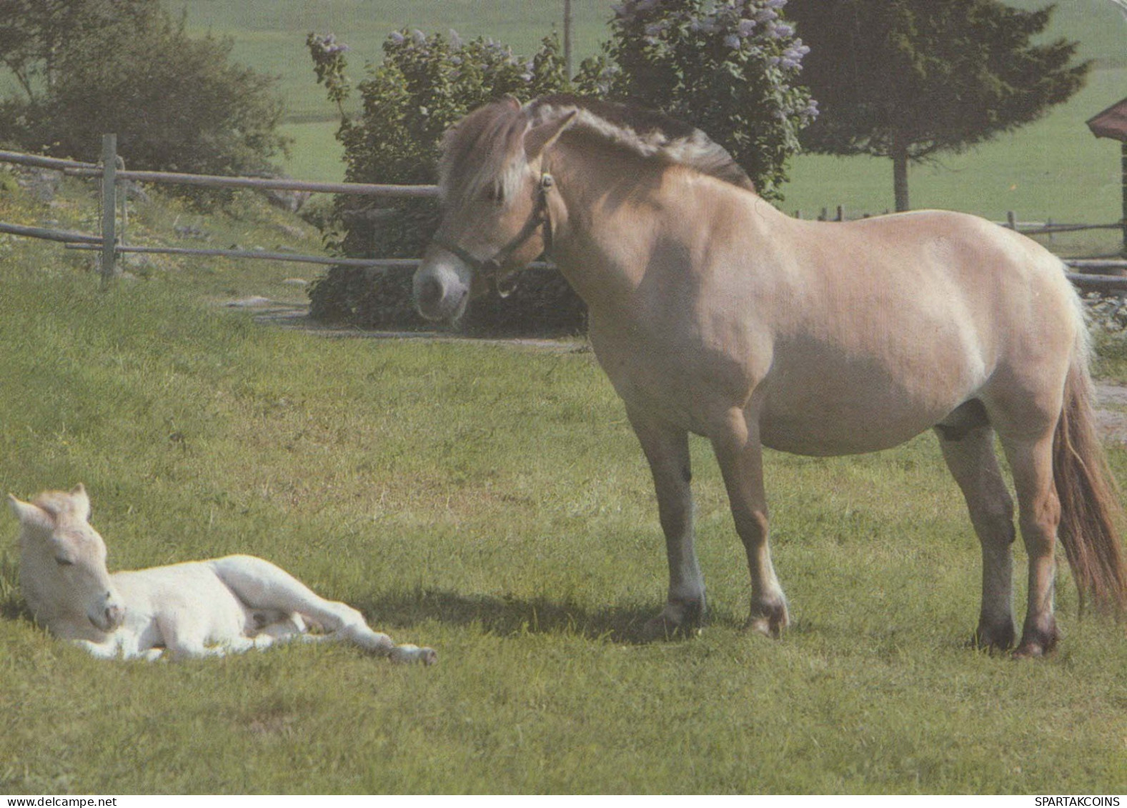 HORSE Animals Vintage Postcard CPSM #PBR840.GB - Chevaux