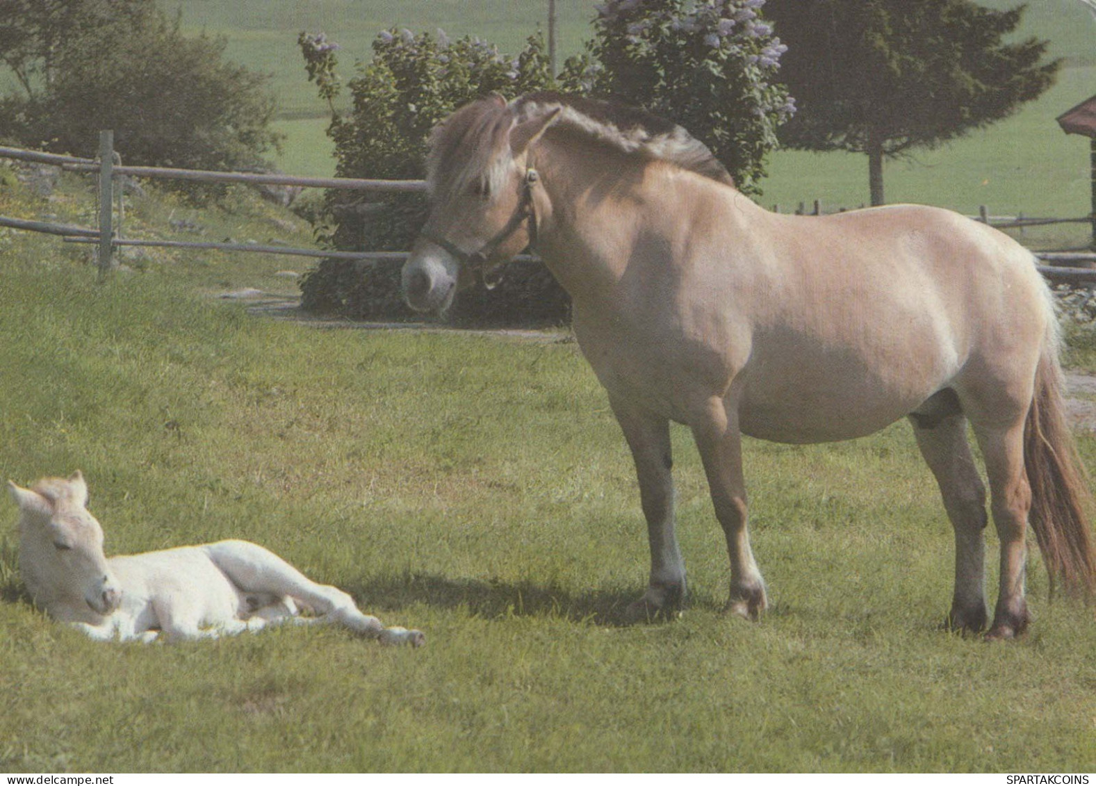 HORSE Animals Vintage Postcard CPSM #PBR840.GB - Caballos