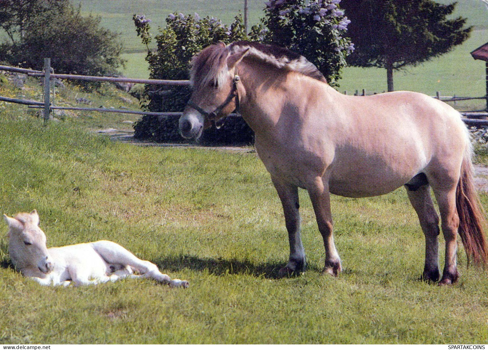 HORSE Animals Vintage Postcard CPSM #PBR840.GB - Paarden