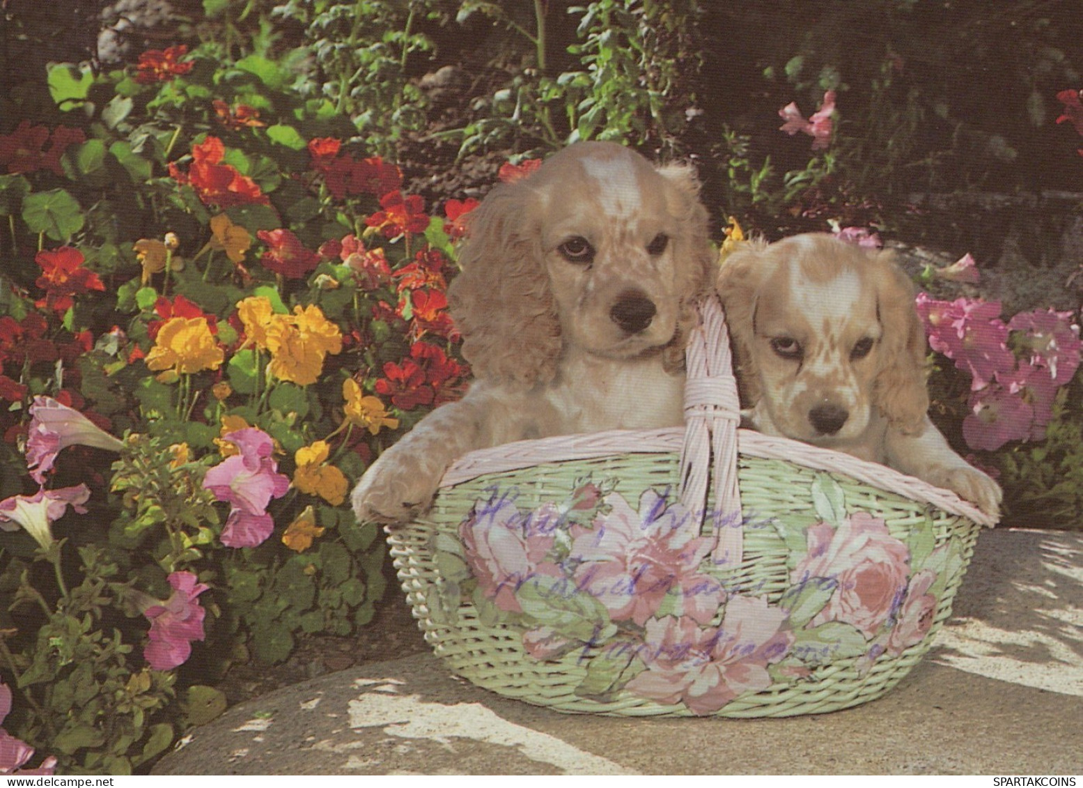 CHIEN Animaux Vintage Carte Postale CPSM #PAN656.FR - Hunde