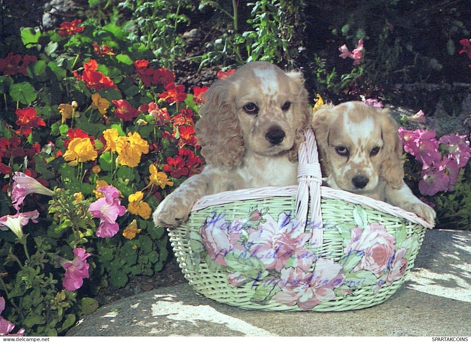 CHIEN Animaux Vintage Carte Postale CPSM #PAN656.FR - Hunde