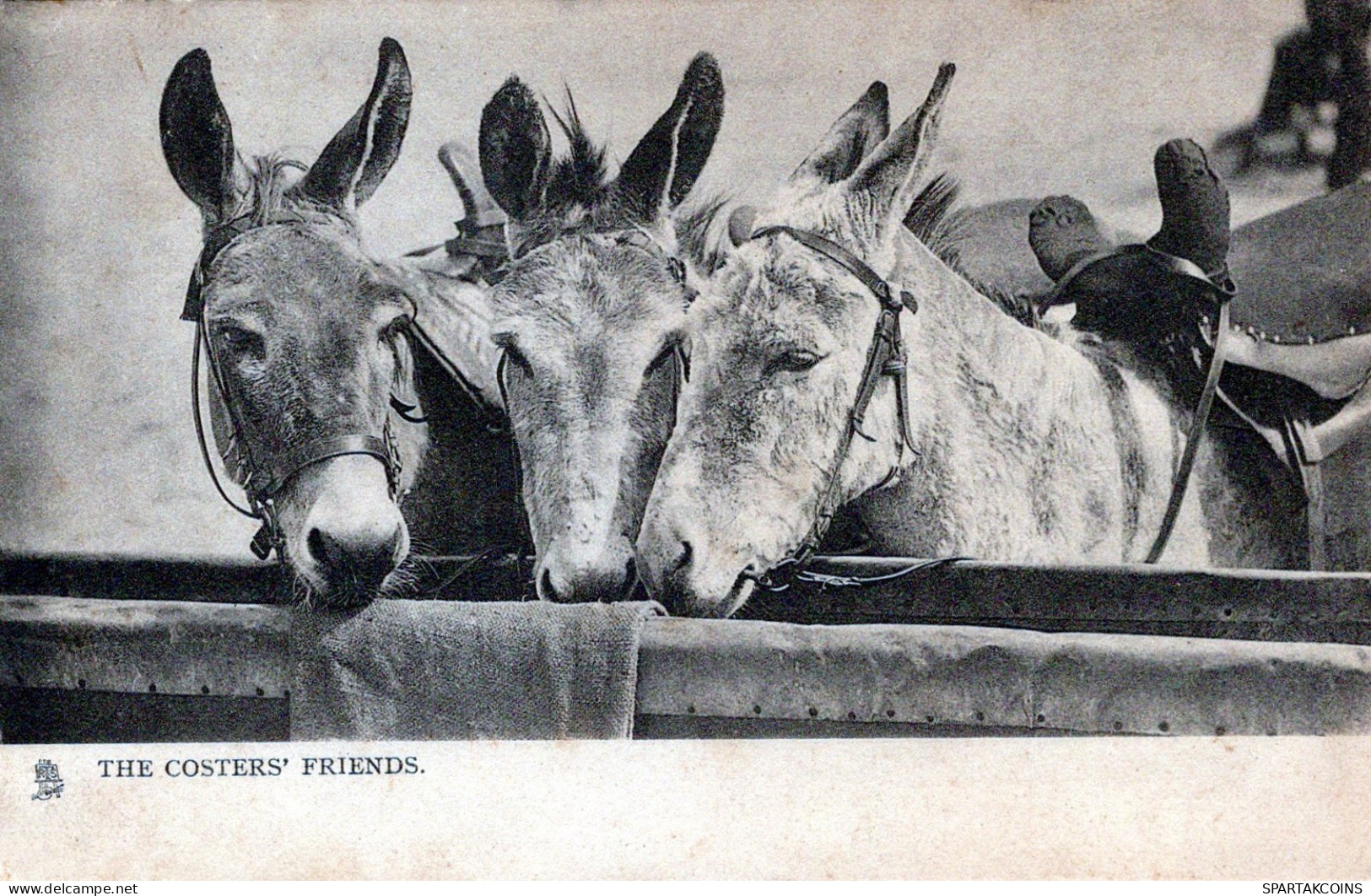 BURRO Animales Vintage Antiguo CPA Tarjeta Postal #PAA206.ES - Donkeys