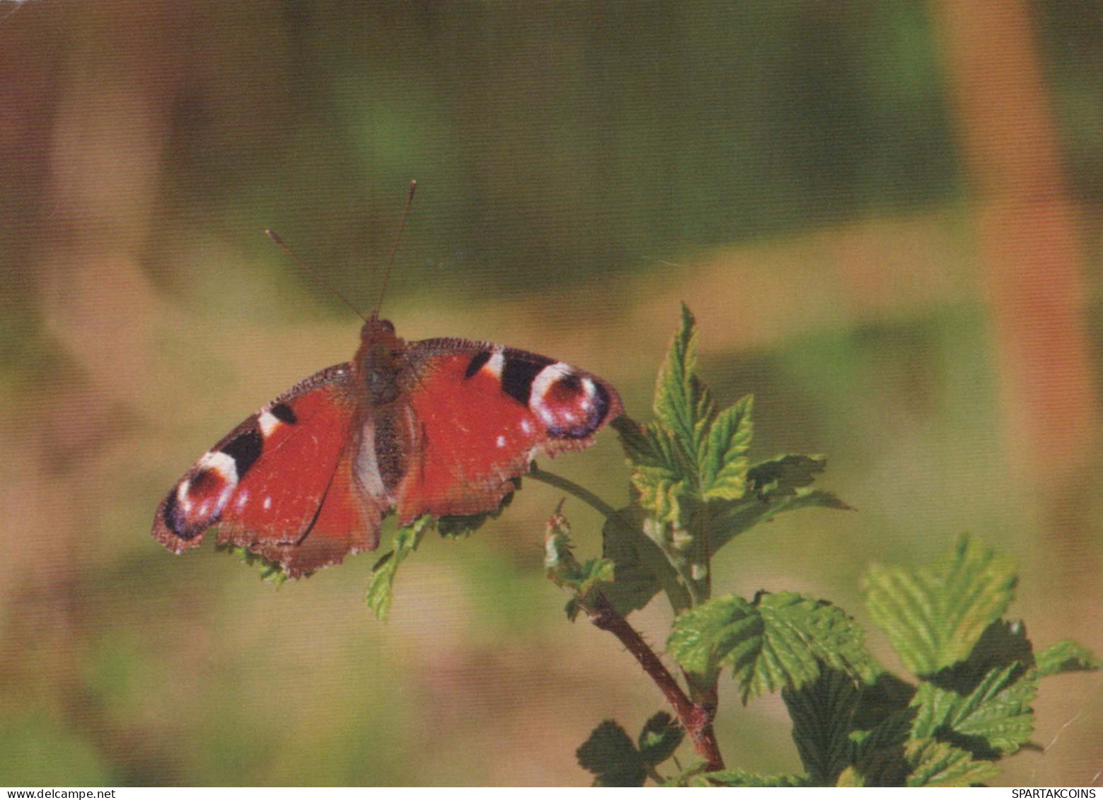 MARIPOSAS Animales Vintage Tarjeta Postal CPSM #PBS443.ES - Papillons