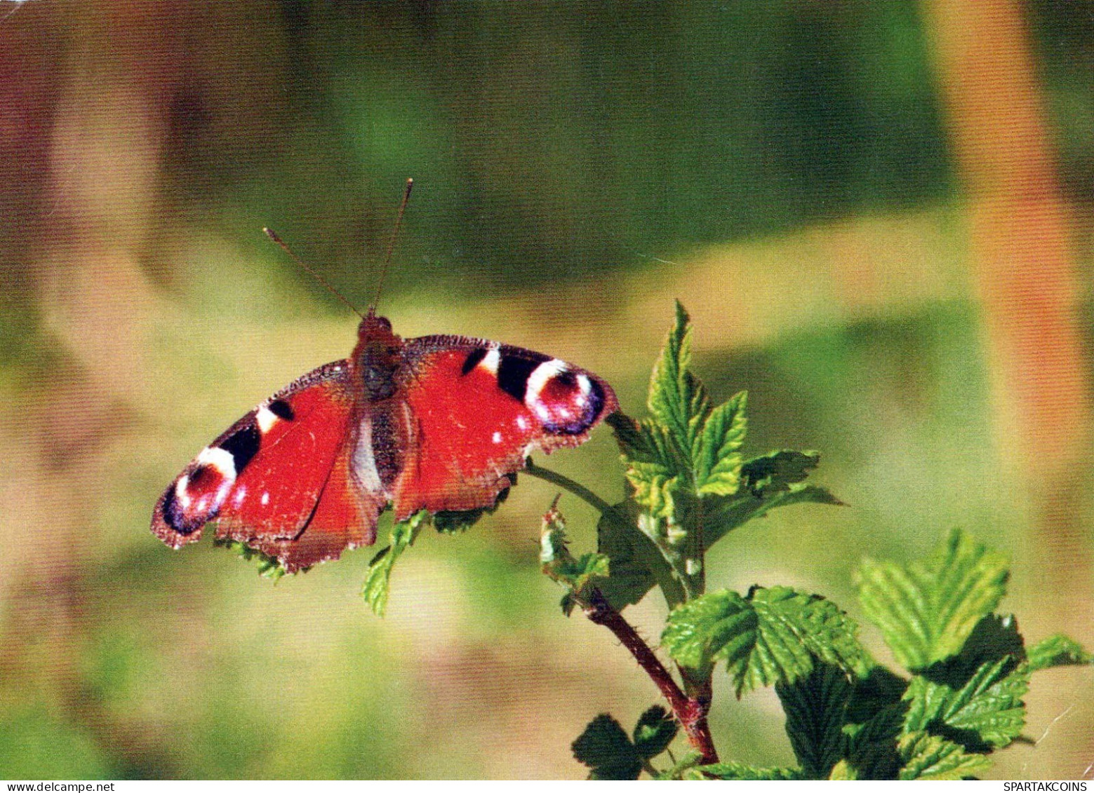 MARIPOSAS Animales Vintage Tarjeta Postal CPSM #PBS443.ES - Schmetterlinge