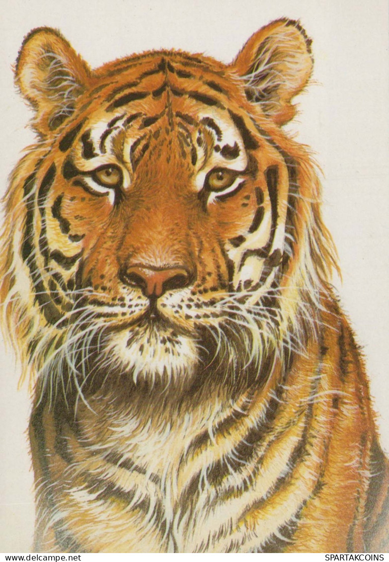 TIGRE Animales Vintage Tarjeta Postal CPSM #PBS066.ES - Tigers