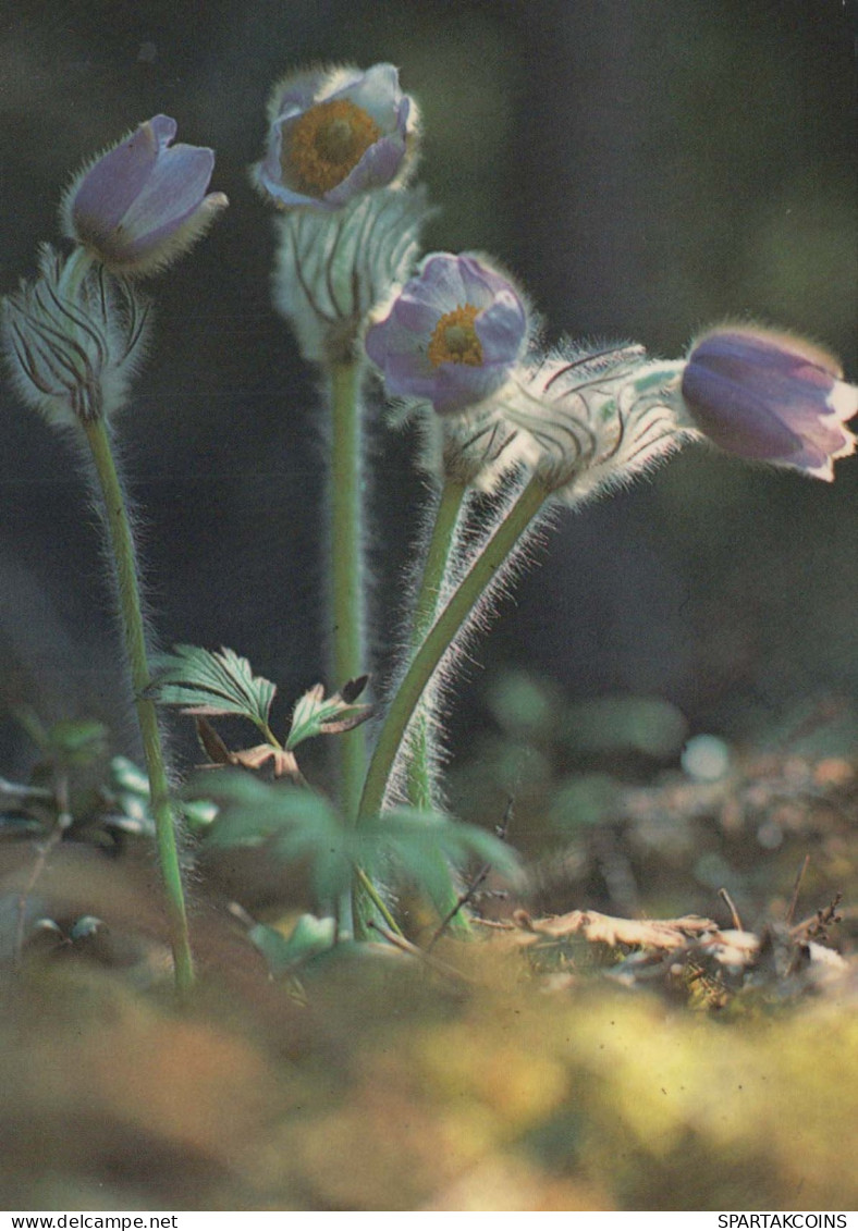 FLOWERS Vintage Ansichtskarte Postkarte CPSM #PAS490.DE - Bloemen