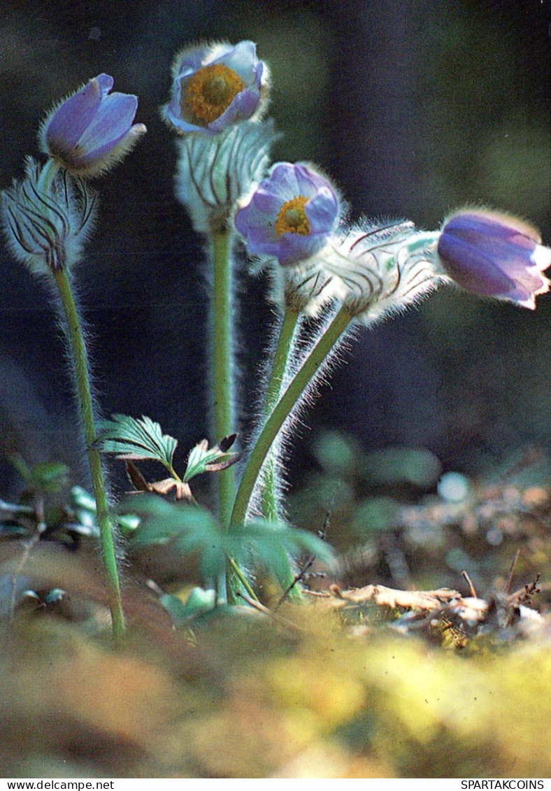 FLOWERS Vintage Ansichtskarte Postkarte CPSM #PAS490.DE - Fleurs