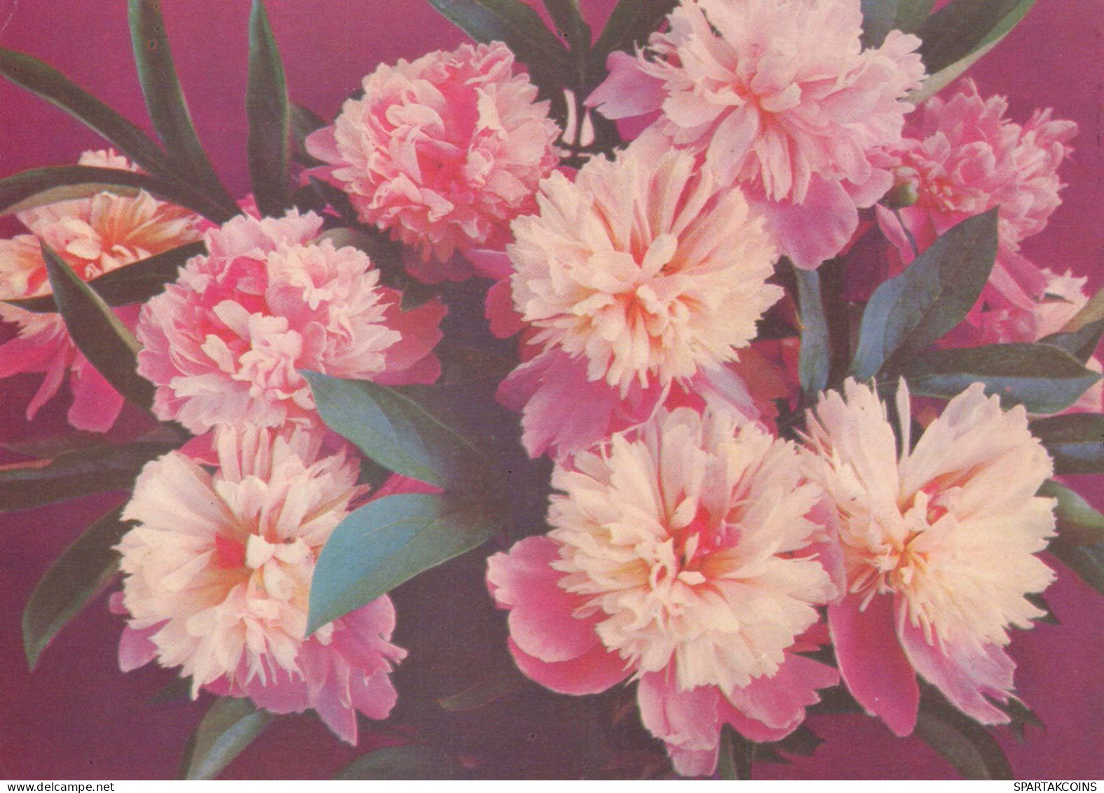 FLOWERS Vintage Ansichtskarte Postkarte CPSM #PAR709.DE - Bloemen