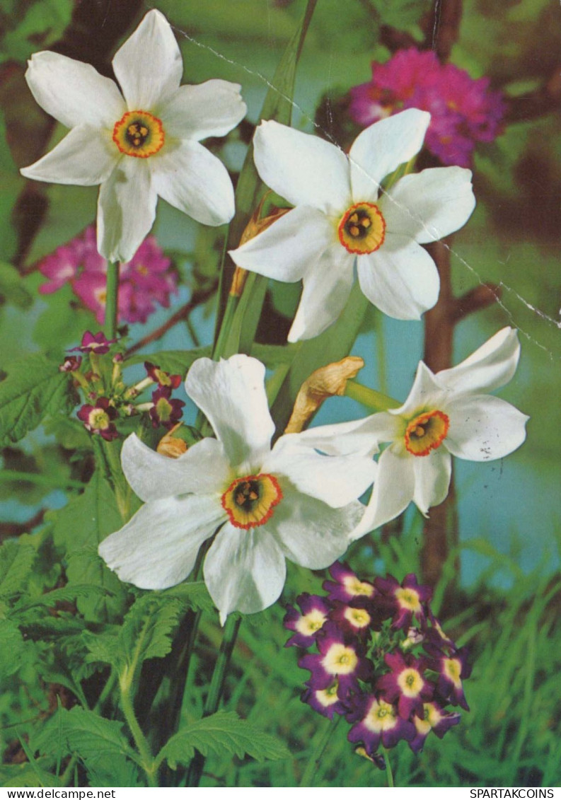 FLOWERS Vintage Ansichtskarte Postkarte CPSM #PAS430.DE - Bloemen