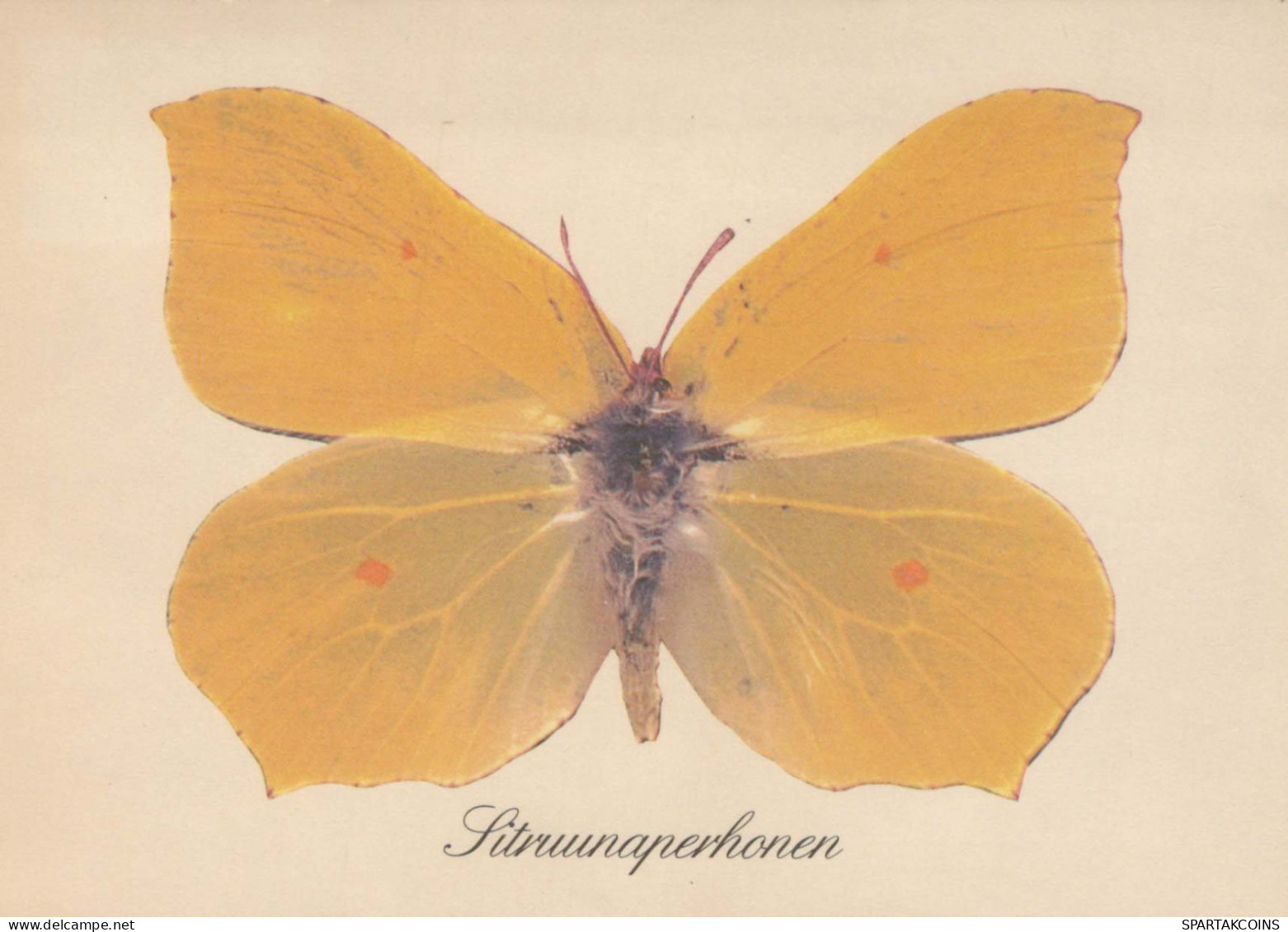 PAPILLONS Animaux Vintage Carte Postale CPSM #PBS444.FR - Butterflies