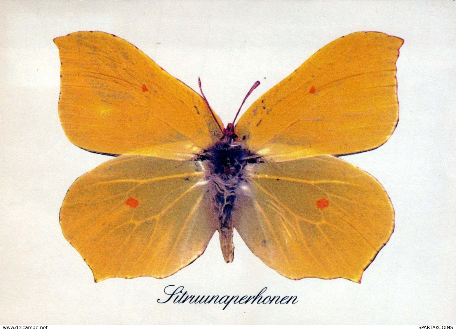 PAPILLONS Animaux Vintage Carte Postale CPSM #PBS444.FR - Schmetterlinge