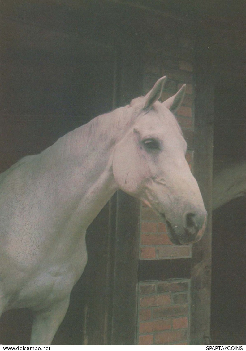 CHEVAL Animaux Vintage Carte Postale CPSM #PBR842.FR - Caballos