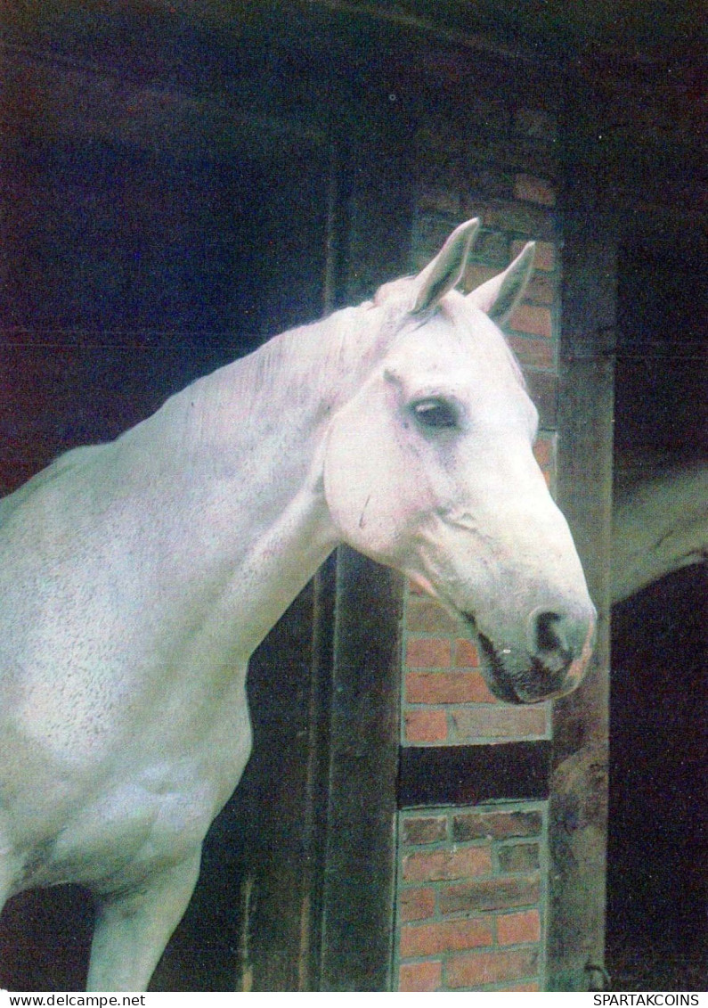 CHEVAL Animaux Vintage Carte Postale CPSM #PBR842.FR - Chevaux