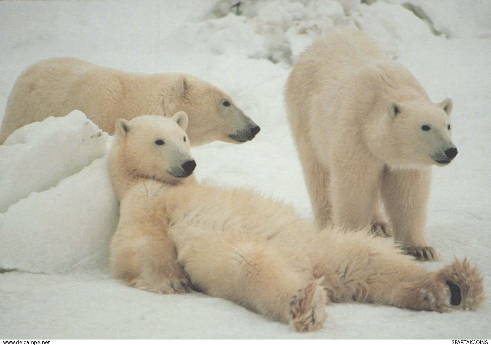 OURS Animaux Vintage Carte Postale CPSM #PBS132.FR - Bären