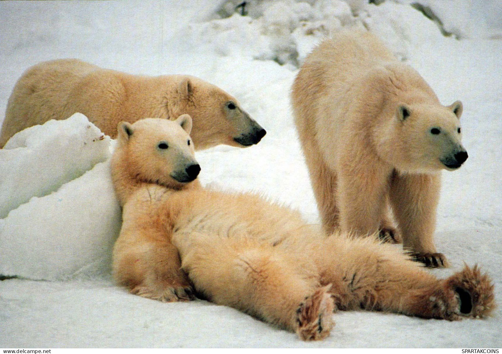 OURS Animaux Vintage Carte Postale CPSM #PBS132.FR - Bears