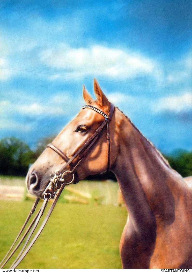 CHEVAL Animaux Vintage Carte Postale CPSM #PBR922.FR - Horses