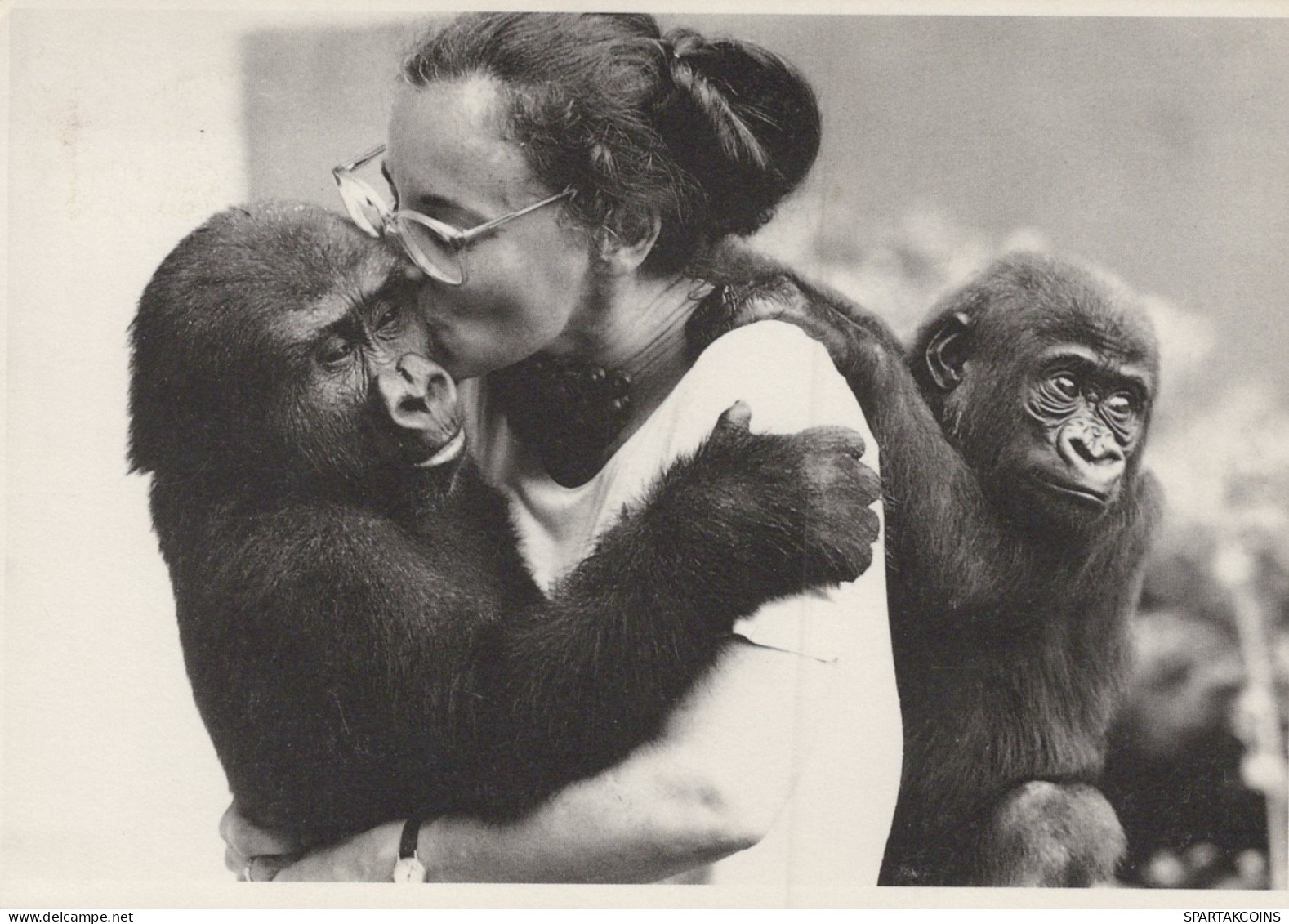 SCIMMIA Animale Vintage Cartolina CPSM #PAN987.IT - Monkeys