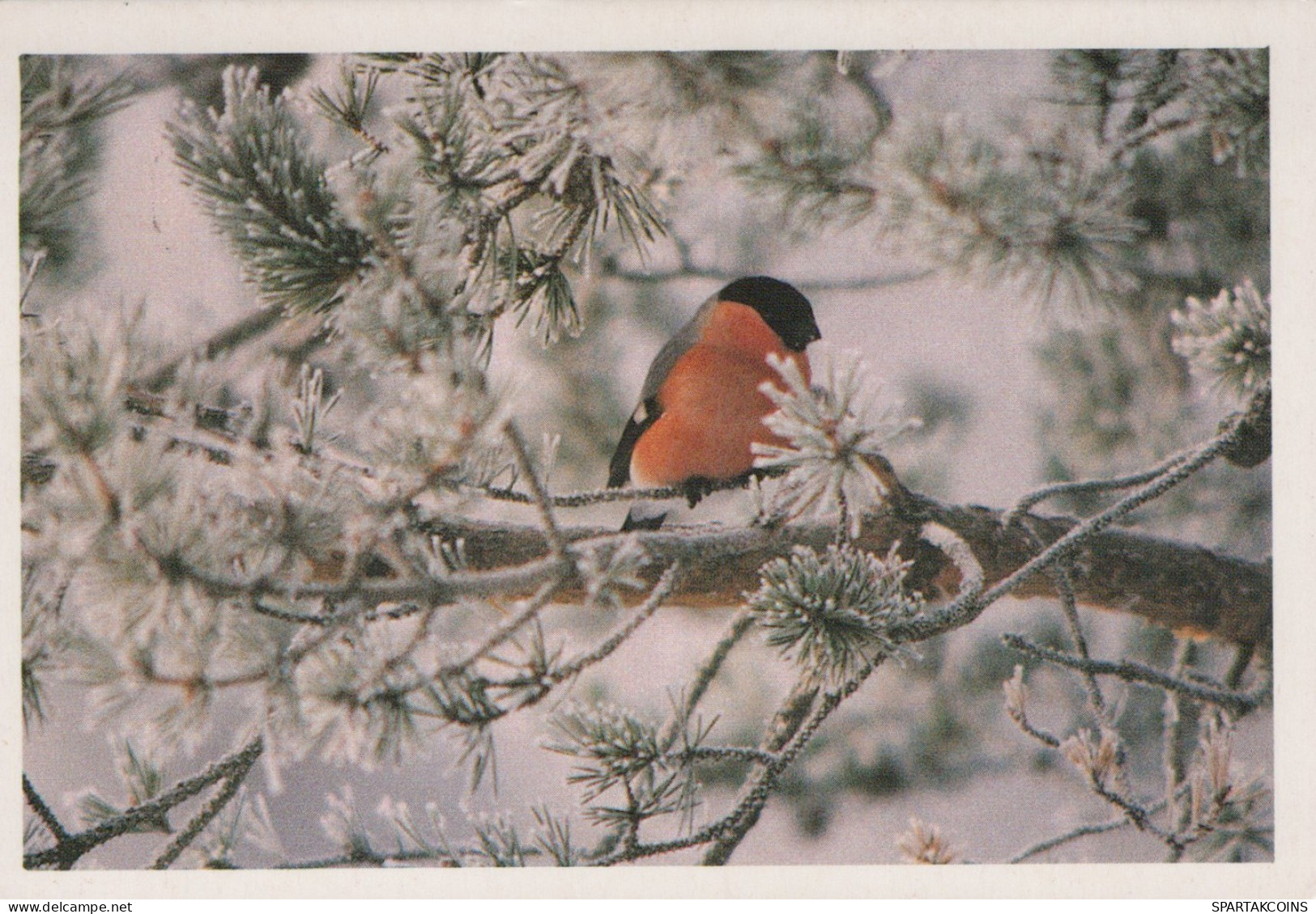 UCCELLO Animale Vintage Cartolina CPSM #PAM654.IT - Oiseaux