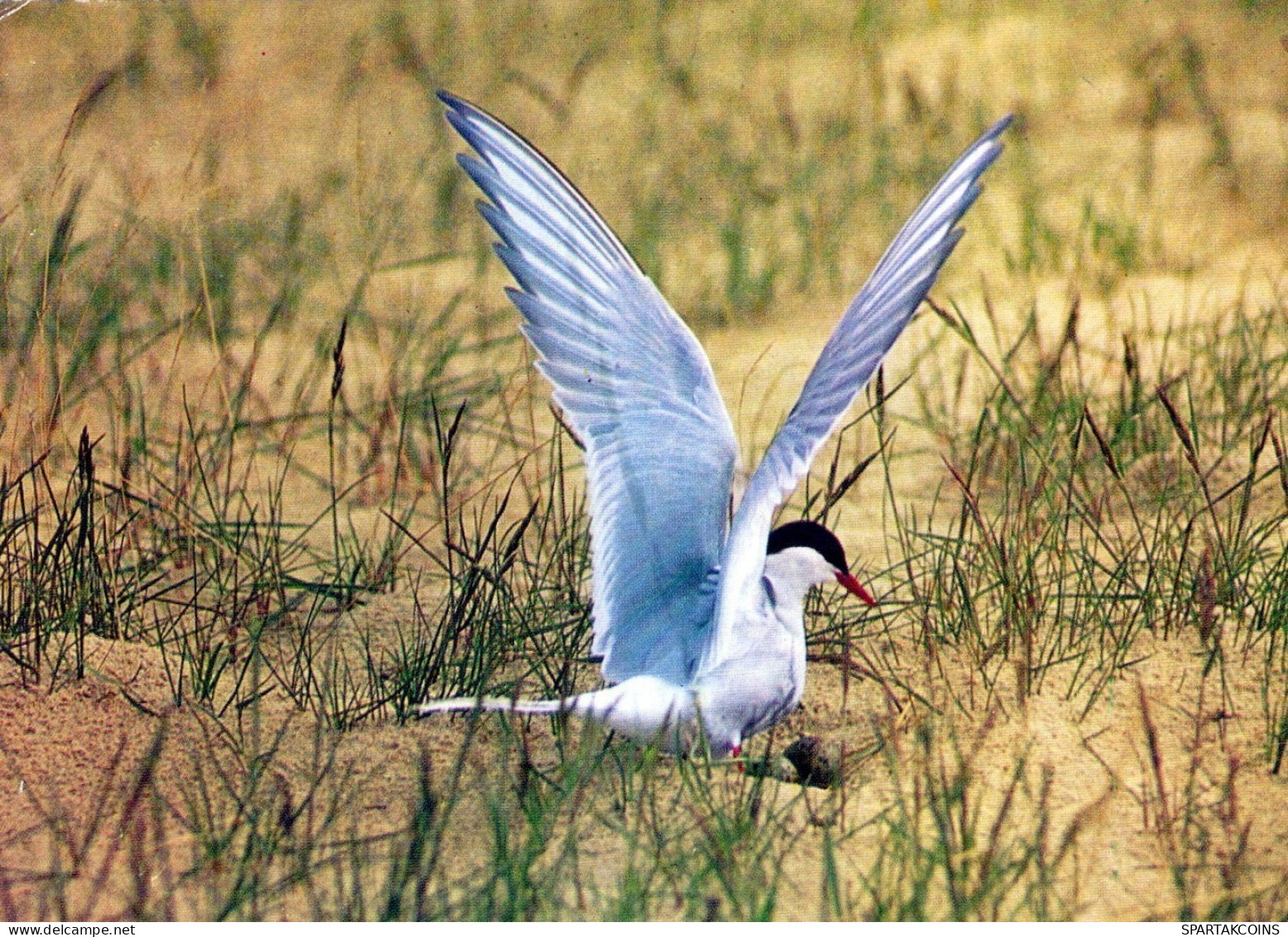 UCCELLO Animale Vintage Cartolina CPSM #PAM719.IT - Oiseaux