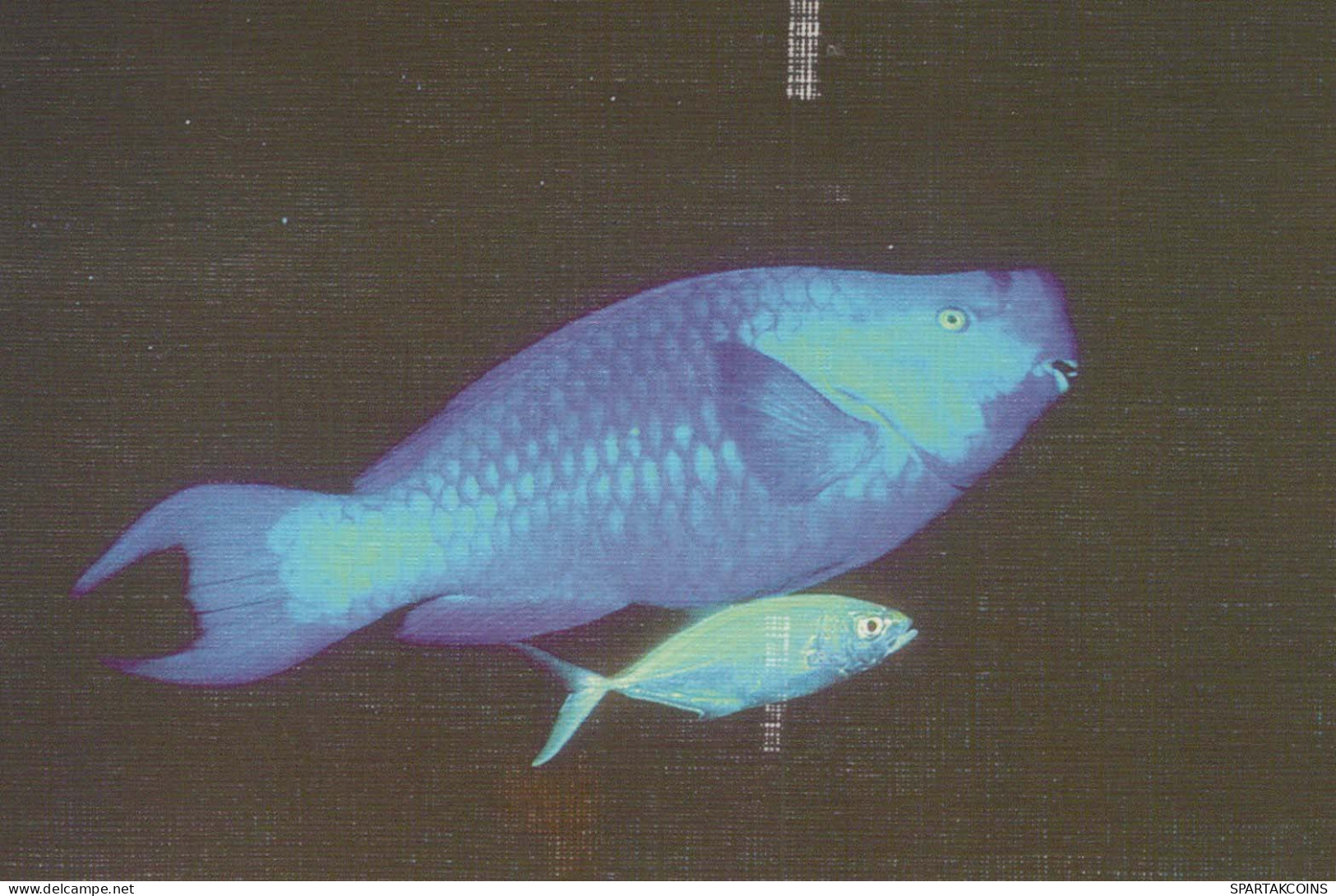 FISCH Vintage Ansichtskarte Postkarte CPSMPF #PKG950.DE - Fische Und Schaltiere