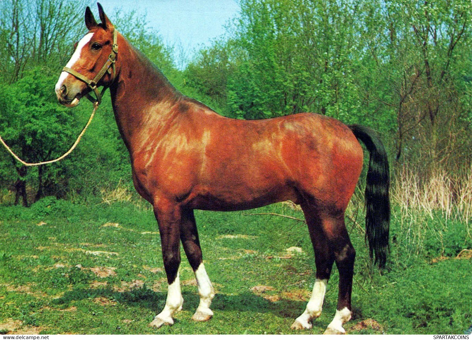 PFERD Tier Vintage Ansichtskarte Postkarte CPSM #PBR843.DE - Chevaux