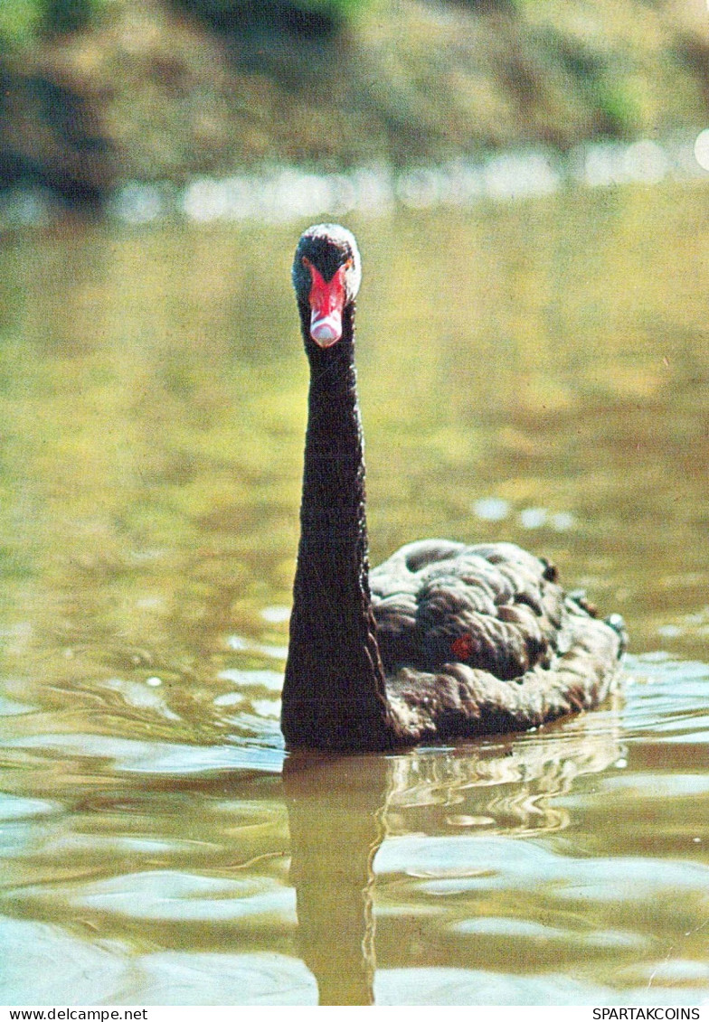 VOGEL Tier Vintage Ansichtskarte Postkarte CPSM #PBR526.DE - Pájaros