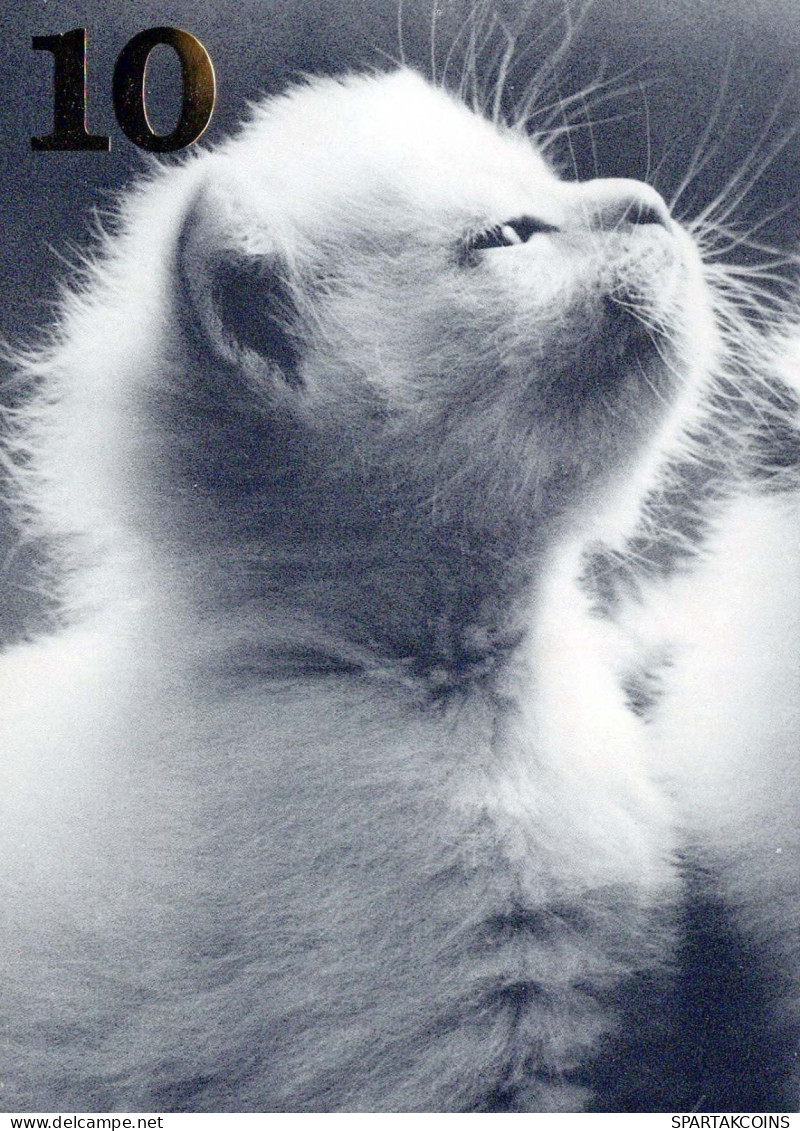 KATZE MIEZEKATZE Tier Vintage Ansichtskarte Postkarte CPSM #PBQ874.DE - Katzen
