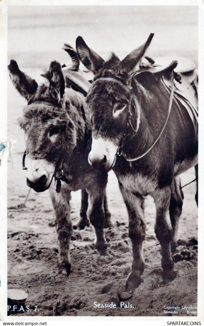 ASINO Animale Vintage CPA Cartolina #PAA287.IT - Donkeys