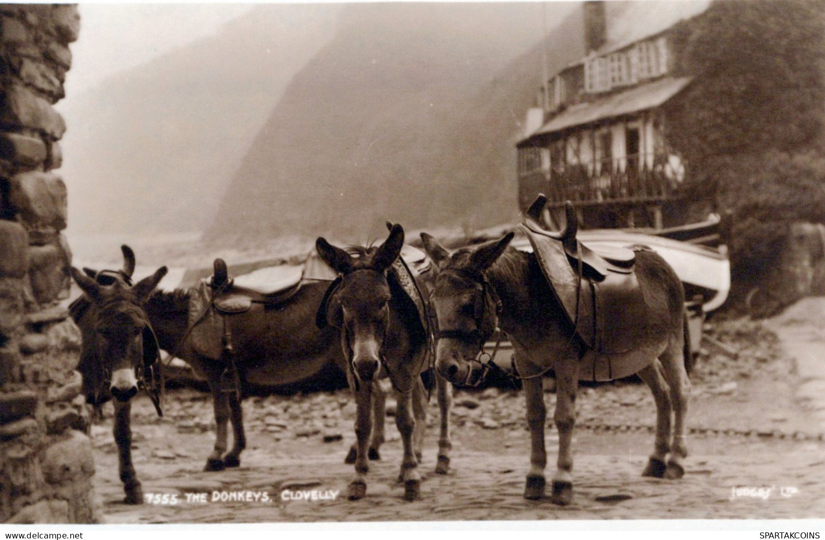 ASINO Animale Vintage CPA Cartolina #PAA363.IT - Donkeys