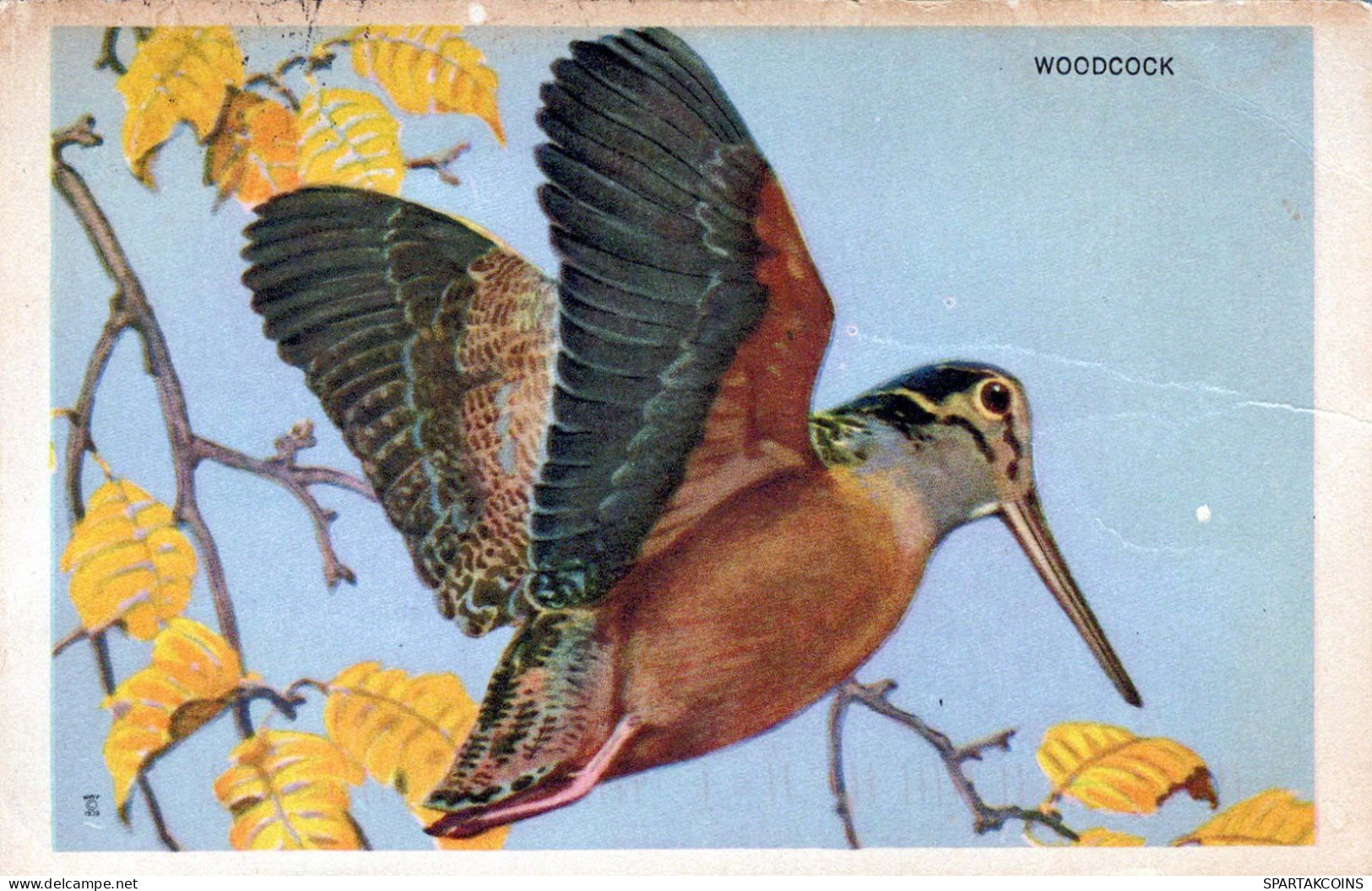 UCCELLO Vintage Cartolina CPSMPF #PKG952.IT - Oiseaux