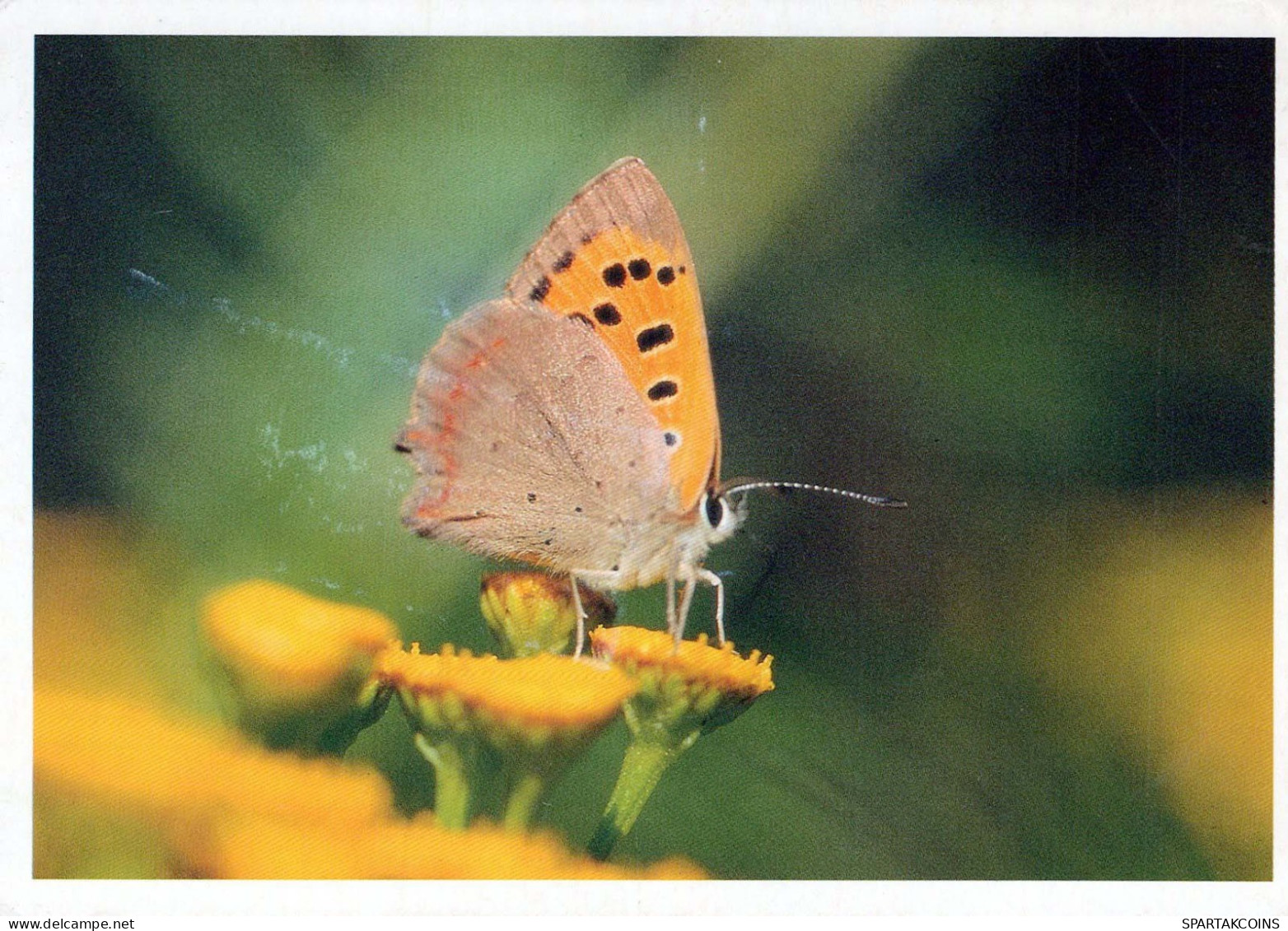 FARFALLA Animale Vintage Cartolina CPSM #PBS446.IT - Butterflies