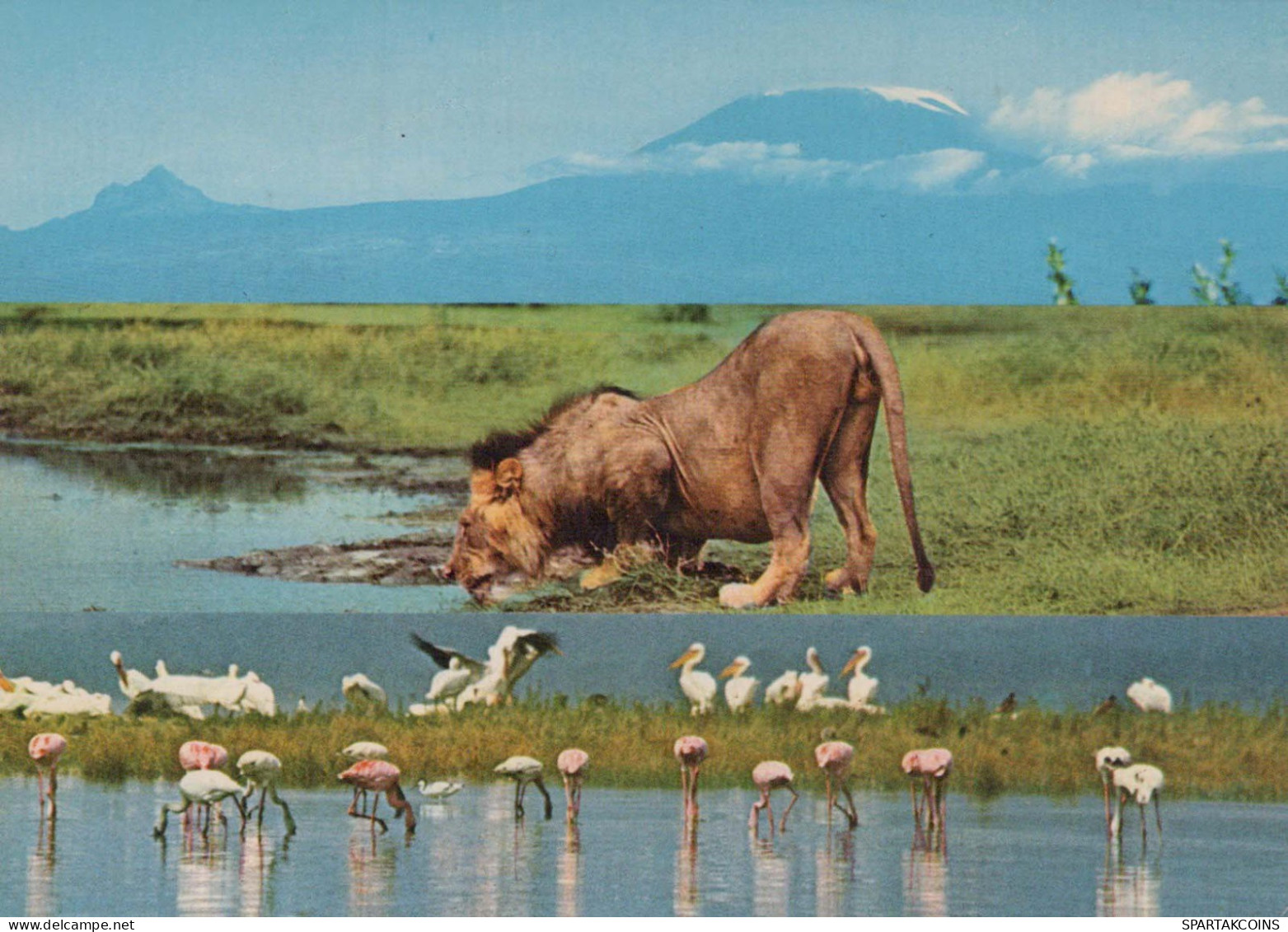 LEONE Animale Vintage Cartolina CPSM #PBS069.IT - Leoni