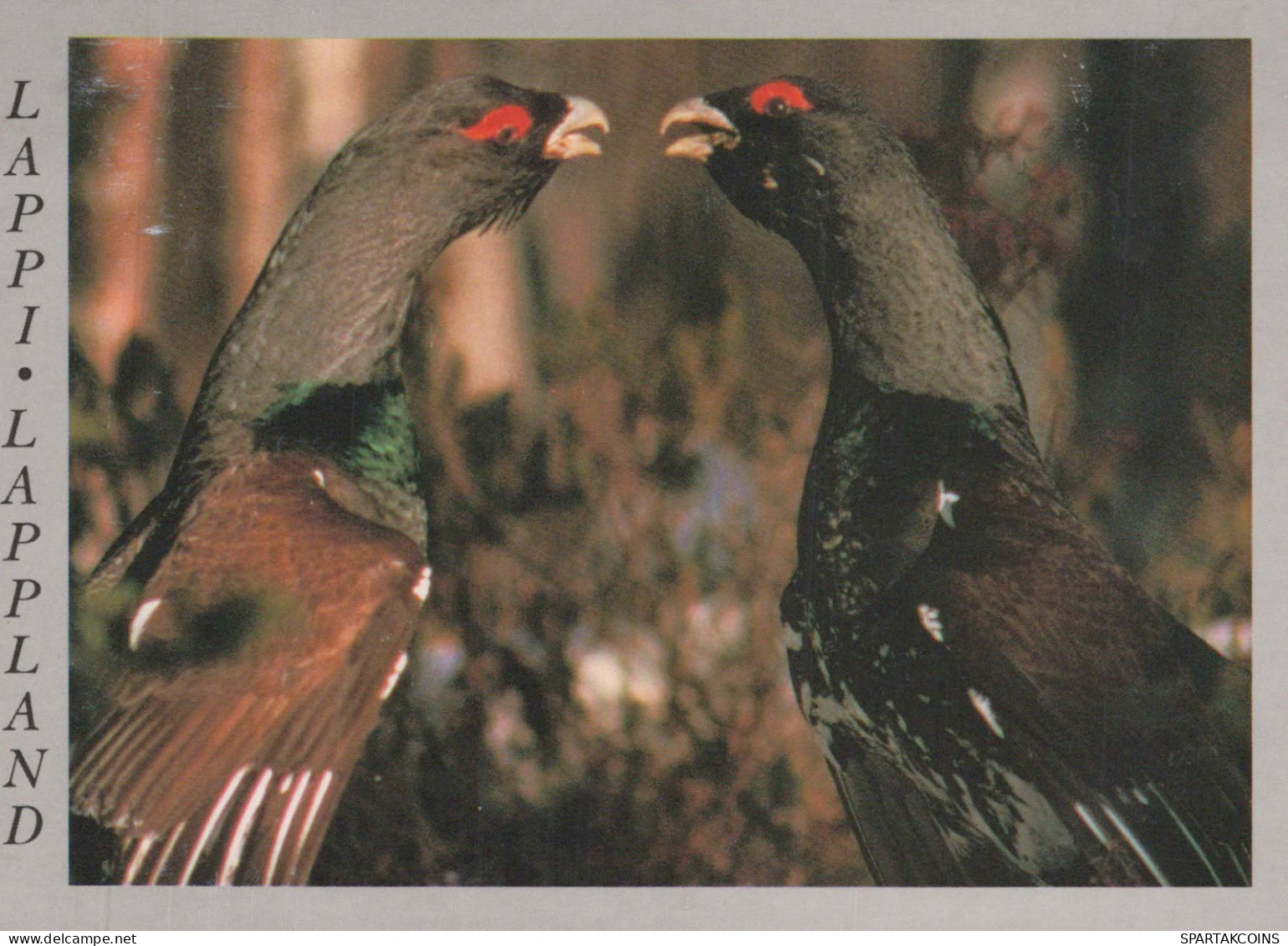 UCCELLO Animale Vintage Cartolina CPSM #PBR405.IT - Oiseaux