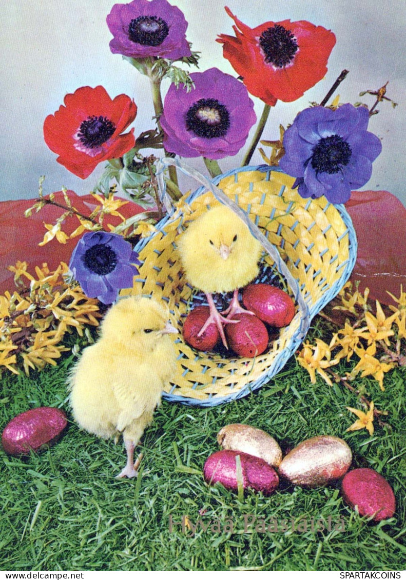 PASQUA POLLO UOVO Vintage Cartolina CPSM #PBO644.IT - Pascua