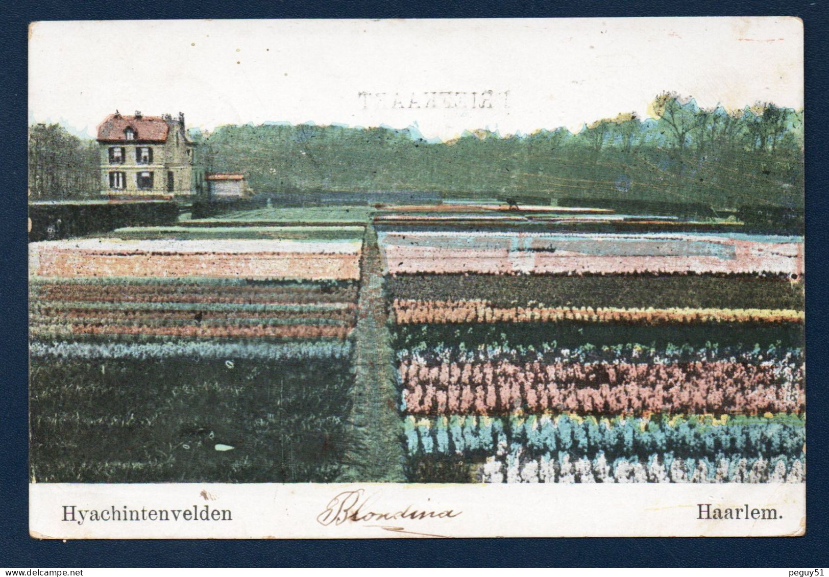 Haarlem. Hyachintenvelden. Champs De Jacinthes.  1904 - Haarlem