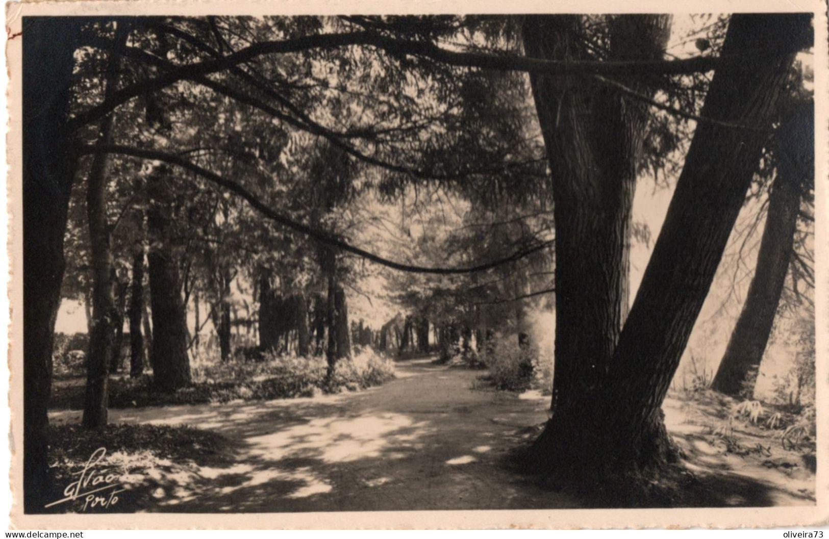 PEDRAS SALGADAS - Um Canto Do Parqque (Foto Alvão) - PORTUGAL - Vila Real