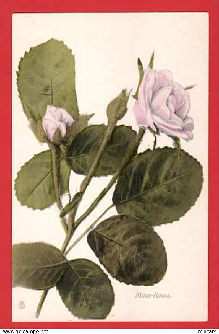 MOSS ROSES    RAPHAEL TUCK  FLOWER SERIES      - Tuck, Raphael