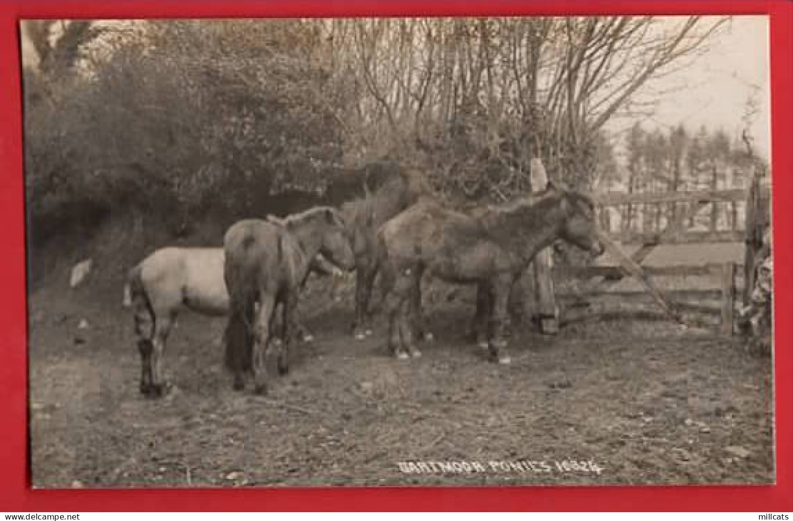 DEVON  DARTMOOR PONIES    CHAPMAN  RP - Cavalli