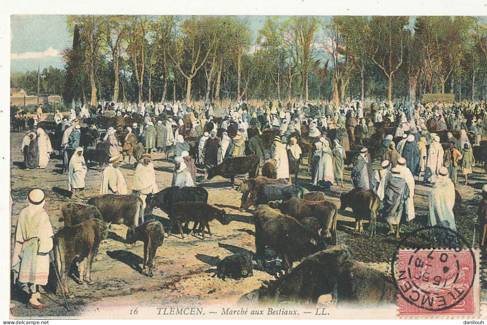 ALGERIE TLEMCEN   Marché Aux Bestiaux   LL 16  Colorisée - Tlemcen