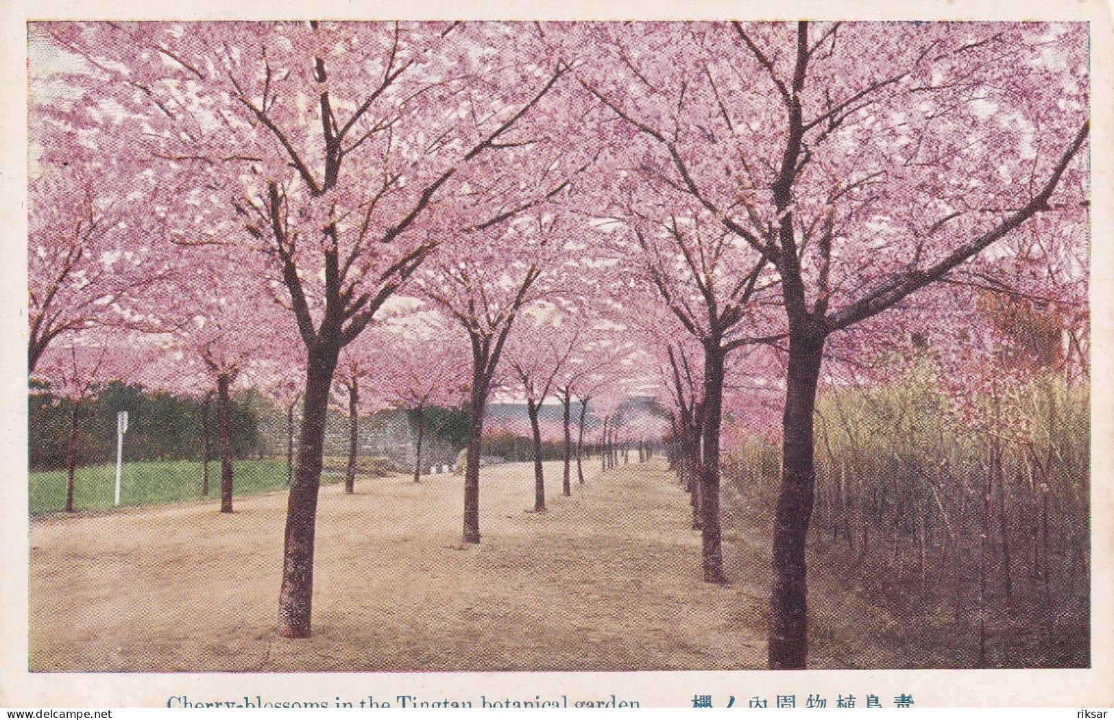 CHINE(TSINGTAU) ARBRE(CERISE) - Chine